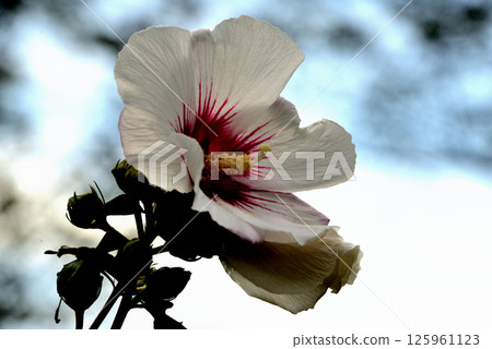Hibiscus Flower Hibiscus Flower 125961123