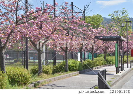Cherry blossoms at the bus stop 125961168