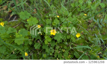 Yellow wood sorrel blooming in the field Yellow wood sorrel blooming in the field 125961208