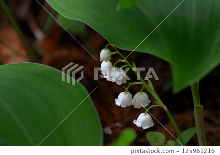 Romantic Ibaraki (Lily of the valley colony on Mt. Nandai in Kasama City. The lily of the valley, a traditional plant native to Japan, blooms in clusters of pure white flowers.) 125961216