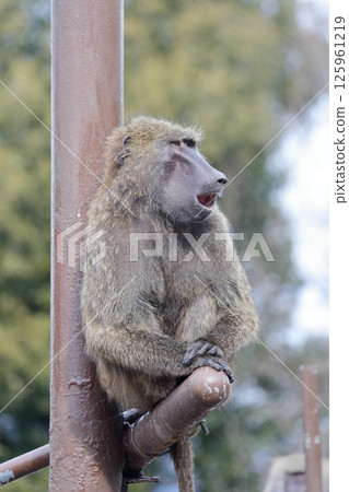 Watching monkey (Anubis baboon) 125961219