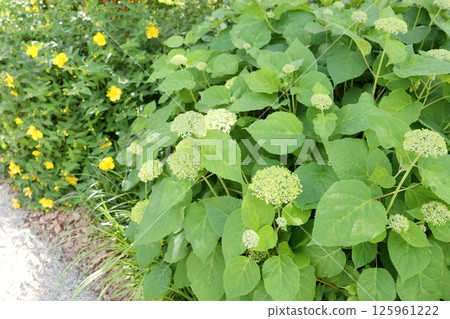 Hydrangea flowers planted on the roadside in the city 125961222