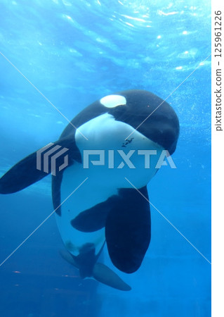Killer whales swimming in an aquarium (Nagoya Port Aquarium, Nagoya City, Aichi Prefecture) 125961226