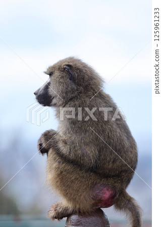 猴子看著（阿努比斯狒狒） 125961233