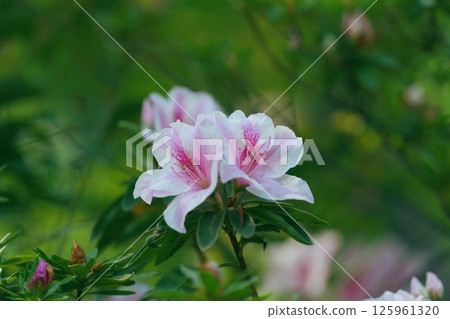 Pale pink azalea 125961320