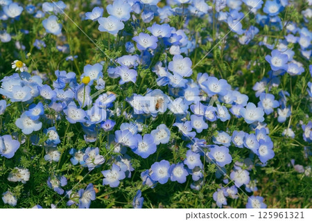 Blue Nemophila Blue Nemophila 125961321