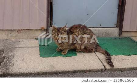 Landscape with a cat 125961560