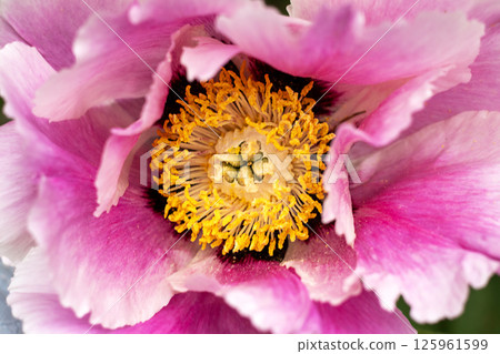 Close-up of a vibrant pink flower showing intricate details and textures 125961599