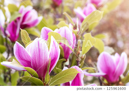 Bright pink magnolia blossoms in springtime amidst vibrant green foliage 125961600