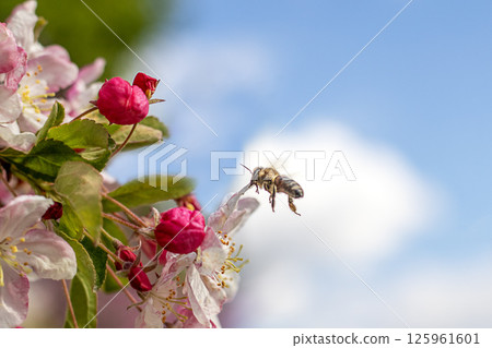 Springtime honeybee pollination on blooming pink flowers in a sunny garden 125961601