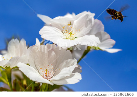 White cherry blossoms with a flying bee under a bright blue sky 125961606