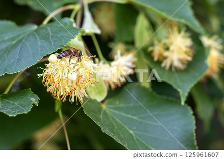 Bee pollinates vibrant flowers of a lime tree under sunny outdoor conditions Bee pollinates vibrant flowers of a lime tree under sunny outdoor conditions 125961607