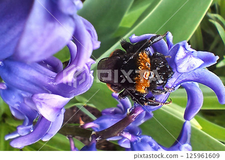 Close-up of a bumblebee on a purple flower collecting pollen 125961609