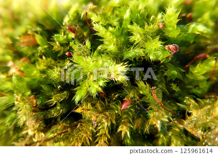 Close-up view of bright green moss with delicate textures and red sporophytes 125961614