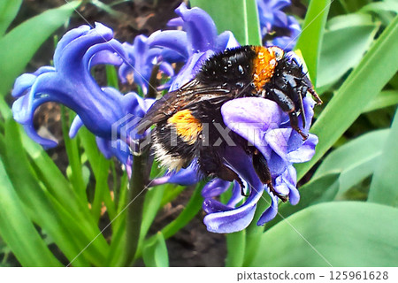 A bumblebee perched on a vibrant purple flower in a lush garden setting A bumblebee perched on a vibrant purple flower in a lush garden setting 125961628