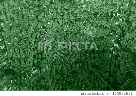 Lush green fern foliage depicting nature's intricate beauty and freshness 125961631