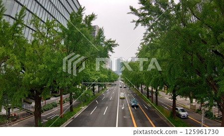 Main road with roadside trees Main road with roadside trees 125961730