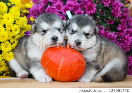 Two adorable Alaskan Malamute puppies sitting on a blanket surrounded by colorful chrysanthemums and pumpkins. Perfect image for fall or Thanksgiving. 125961768
