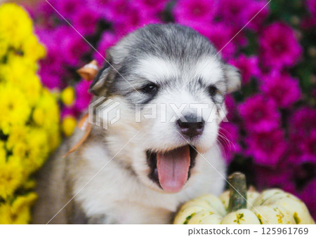 Cute fluffy Alaskan Malamute puppy lying next to a pumpkin with bright yellow flowers in the background. Adorable fall-themed pet portrait. 125961769