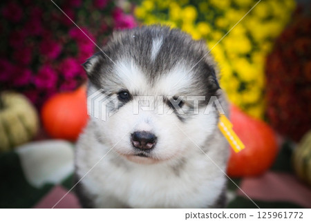 Cute fluffy Alaskan Malamute puppy lying next to a pumpkin with bright yellow flowers in the background. Adorable fall-themed pet portrait. 125961772