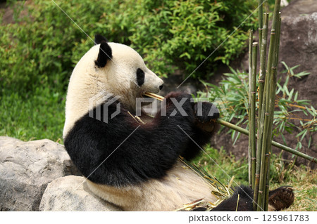 Giant panda while eating Giant panda while eating 125961783