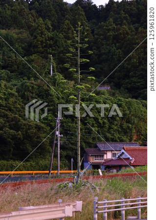 Blooming Agave 125961820