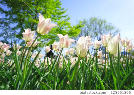 A tulip that shines in the blue sky A tulip that shines in the blue sky 125961896