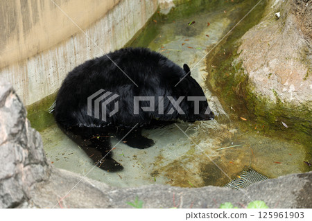 Asiatic black bear bathing in a pool 125961903