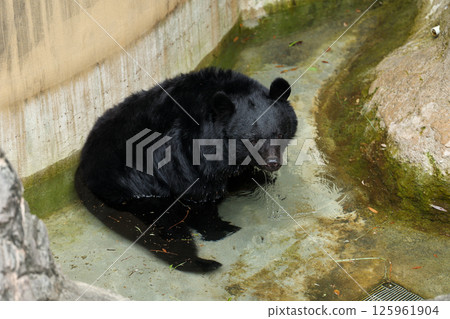 Asiatic black bear bathing in a pool 125961904