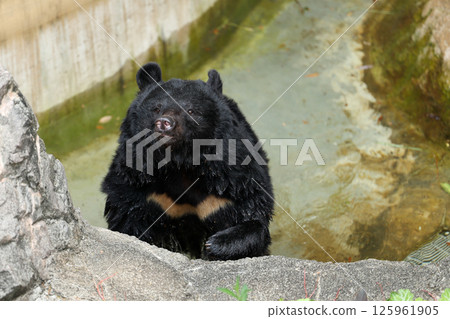 Asiatic black bear bathing in a pool 125961905
