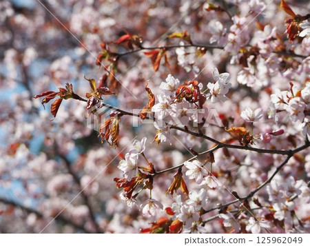 美麗的蝦夷山櫻 美麗的蝦夷山櫻 125962049