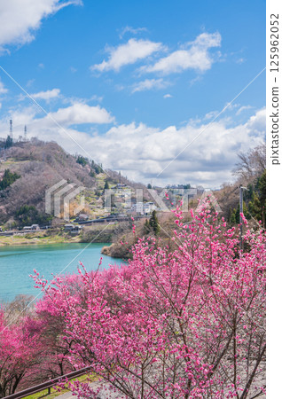 [Lake Langzuru in spring] The Rokaku Plum Garden in full bloom [Shinshu-Shinmachi, Nagano City] 125962052