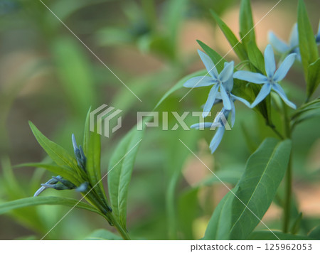 五月盛開的美麗藍色丁香花 125962053