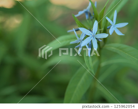 五月盛開的美麗藍色丁香花 125962054