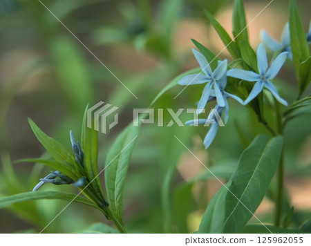 五月盛開的美麗藍色丁香花 五月盛開的美麗藍色丁香花 125962055