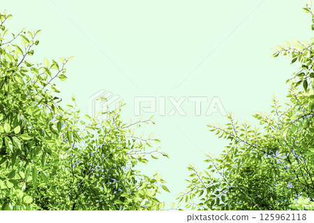 新鮮的綠色背景 125962118
