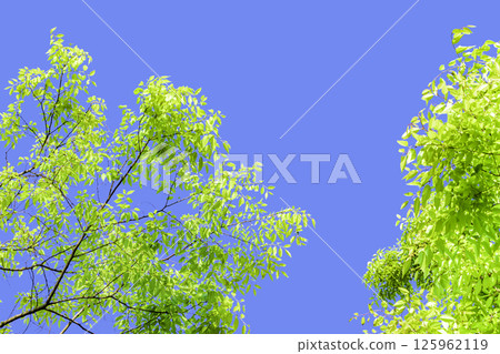 新鮮的綠葉和藍天背景 新鮮的綠葉和藍天背景 125962119