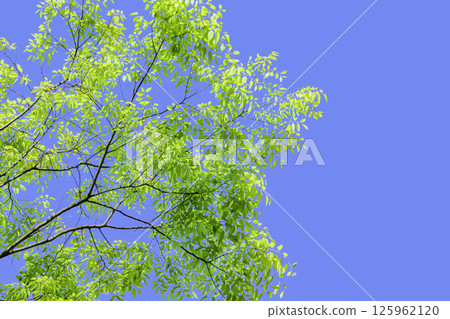 新鮮的綠葉和藍天背景 新鮮的綠葉和藍天背景 125962120
