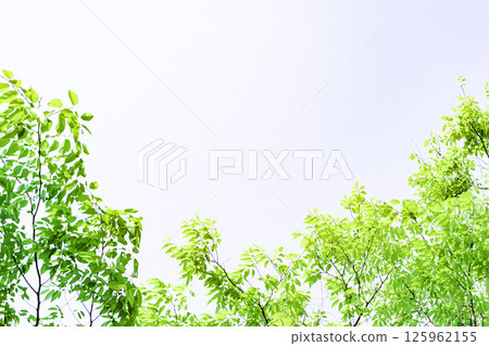 Fresh green background 125962155