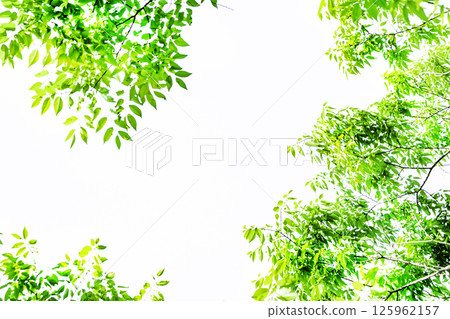 Fresh green background 125962157