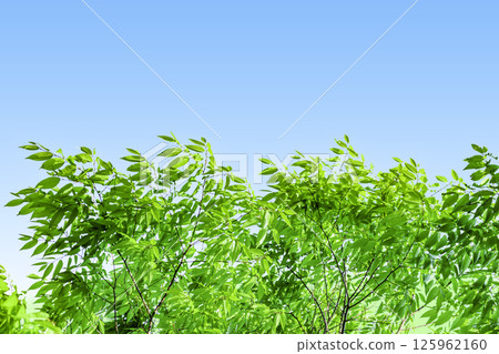 Fresh green leaves and blue sky background 125962160