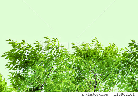 新鮮的綠色背景 125962161