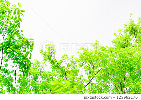 新鮮的綠色背景 125962170