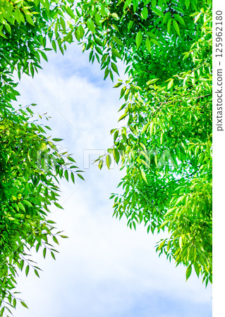 Fresh green leaves and blue sky background 125962180