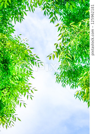 Fresh green leaves and blue sky background 125962181