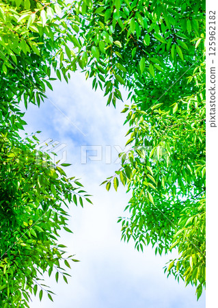 Fresh green leaves and blue sky background 125962182