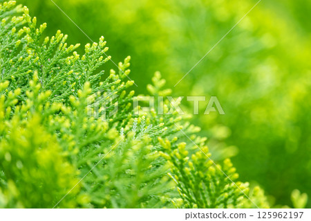 Fresh green leaves illuminated by light 125962197