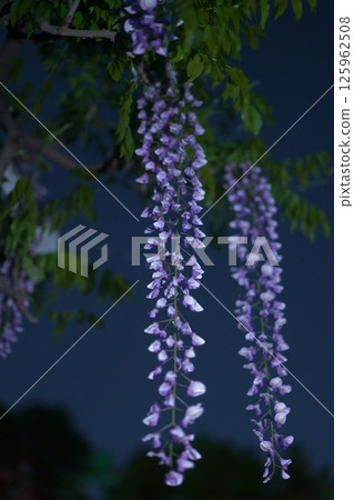 Wisteria tree with purple flowers Wisteria tree with purple flowers 125962508