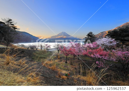 精進湖和富士山的櫻花 / 山梨縣富士河口湖町 精進湖和富士山的櫻花 / 山梨縣富士河口湖町 125962537