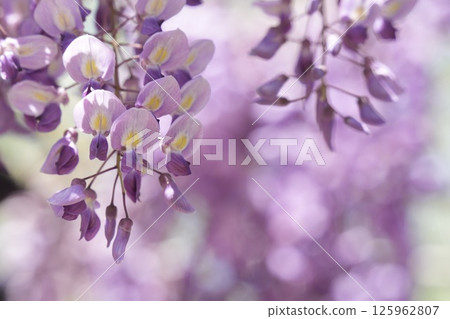紫藤花特寫風景 125962807